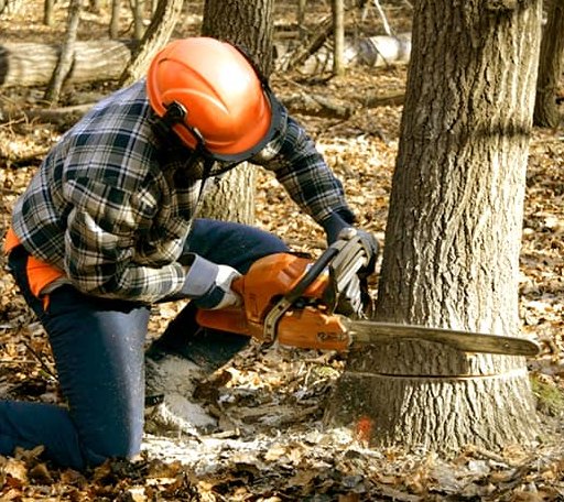 Tree Removal in Welcome, NC